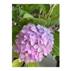 Ağaoğlu Renkli Ortanca Çiçeği (HYDRANGEA) - Saksıda Canlı Bitki - Bahçe & Balkon Için Uygun