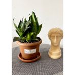AGAPI Sansevieria Zeylanica-Paşa Kılıcı-Hava Temizleyici Bitki-Salon-Ofis Bitkisi - KILIÇ1234