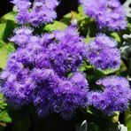 Ageratum Mexicanum Mavi Vapur Dumanı Çiçeği Tohumu (100 tohum)