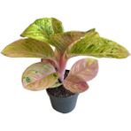 Aglaonema 'apple Fantasy' (Çin Herdemyeşili)