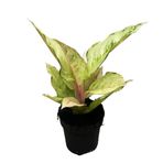 Aglaonema 'Chartreuse Pretty' (Çin Herdemyeşili) Ø12 CM Y30-35 CM