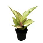 Aglaonema 'Chartreuse Pretty' (Çin Herdemyeşili)