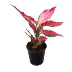 Aglaonema 'Cherry Baby' (Çin Herdemyeşili) Ø12 CM H25-30 CM