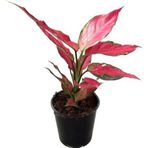 Aglaonema 'Cherry Baby' (Çin Herdemyeşili)