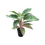 Aglaonema 'Cocomelon' (Çin Herdemyeşili) Ø12 Cm Y30-35 Cm