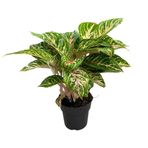 Aglaonema 'Cocomelon' (Çin Herdemyeşili) Ø19 CM Y40-45 CM