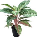 Aglaonema 'Cocomelon' (Çin Herdemyeşili)