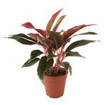Aglaonema Crete (Çin Herdemyeşili) Ø12 CM Y30-35 CM