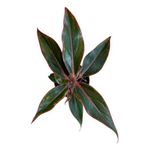 Aglaonema Crete (Çin Herdemyeşili)