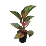 Aglaonema 'Dark Pink Star' (Çin Herdemyeşili) Ø12 CM Y30-35 CM