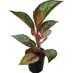 Aglaonema 'Dark Pink Star' (Çin Herdemyeşili)