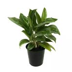 Aglaonema 'Key Lime' (Çin Herdemyeşil)