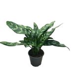 Aglaonema 'Maria' (Çin Herdemyeşili) Ø14 CM Y30-35 CM