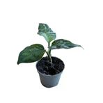 Aglaonema Pictum 'Tricolor' (Çin Herdemyeşili)