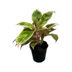 Aglaonema 'salmon Fantasy' Çin Herdemyeşili
