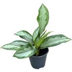 Aglaonema ‘Silver Bay’ (Çin Herdemyeşili)