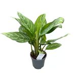 Aglaonema 'Stripes' (Çin Herdemyeşili)