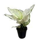 Aglaonema 'White Joy' (Çin Herdemyeşili) Ø12 CM Y25-30 CM