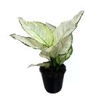 Aglaonema 'White Joy' (Çin Herdemyeşili)