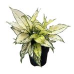 Aglaonema 'White Kiwi' (Çin Herdemyeşili) Ø19 CM Y40-45 CM
