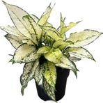 Aglaonema 'White Kiwi' (Çin Herdemyeşili)