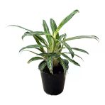 Aglaonema 'Zebra Feathers' (Çin Herdemyeşili)