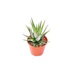 Agro Tohum Haworthia Fasciata, Zebra Kaktüs, Yılan Derisi Çiçeği, 5.5 Cm Saksıda, Sukulent, Kaktüs