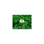 Agrobazaar Ak Üçgül Trifolium Repens Bodur Yonca Tohumu 1 kg
