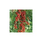 Agrobazaar SALKIM CHERRY DOMATES 25+TOHUM