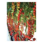 Agrobazaar Sırık Cherry Domates 25 Tohum