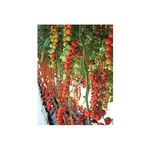 Agrobazaar Sırık Cherry Domates 50 Tohum