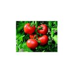 Agrobazaar TARLA DOMATESİ TOHUMU 50+ ADET TOHUM