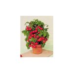 Agrobazaar TİNYTİM CHERRY DOMATES TOPRAK VE SAKSI SETİ 25+ TOHUM