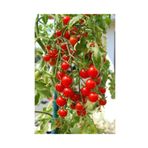 Agrobazar Delıcıous Salkım Cherry Domates Ortalama 25+ Tohum