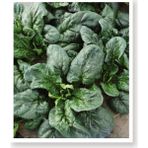 Agrodal Tarım Agro Tohum Yerli Ispanak Tohumu 1 gr Yaklaşık 100 Tohum Sertifikalı Doğal Ürün