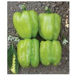Agrodal Tarım Ata Tohumu Tatlı Kandil Dolma Biberi 100 Adet Tohum
