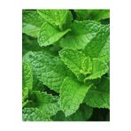 AGRODAL TARIM ATA TOHUMU YERLİ ANADOLU NANESİ 0.1 GRAM TOHUM