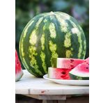 Agrodal Tarım Ata Tohumu Yerli Doğal Diyarbakır Karpuzu C.sweet Tipi 100 Ad. Sebze Tohumu
