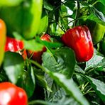 Agrodal Tarım Ata Tohumu Yerli Hatay Acı Dolma Biberi 500 Adet Tohum