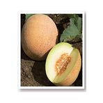 AGRODAL TARIM Ata Tohumu Yerli Kavun Tohumu Ananas 100 Adet Tohum