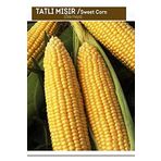AGRODAL TARIM HİBRİT TATLI MISIR (BARDAKTA MISIR) FULYA-F1 50 ADET TOHUM