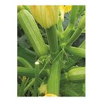 AGRODAL TARIM Hybrit Dolma Kabak Tohumu 10 Adet Tohum