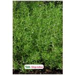 Agrodal Tarım Kekik Çiçeği Tohumu