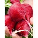 Agrodal Tarım Kırmızı Iri Turp 100 Adet Tohum