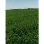 AGRODAL TARIM Yüksek Boylu Kaplamalı Elçi Yonca Tohumu 1 Kg