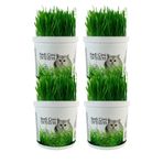 AGROERA %100 Doğal Kedi Çimi (TÜY YUMAĞI ÖNLEYİCİ) 4 Adet