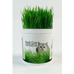 Agroera %100 Doğal Kedi Çimi (Tüy Yumağı Önleyici)