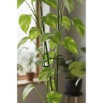 AGROERA Plant Nutrition Bitki Gövde Destek ve Sabitleme Klipsi | Dikey Büyüme İçin Pratik & BİTKİ TUTUCU(4lüSet)