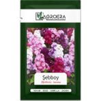 Agroera Şebboy (Mathiola Incana) Çiçek Tohumu 100 Adet - 1 Adet