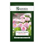 AGROERA Şeker Tabağı Tohumu - Pomponet Papatya (Bellis Perennis)